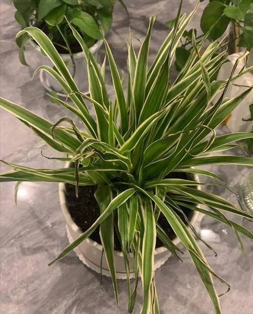 吊兰叶子太长怎么修剪，吊兰叶子太长怎么修剪图解？-第5张图片-优品飞百科