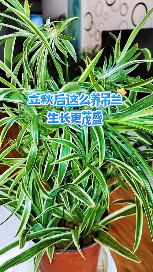 吊兰叶子太长怎么修剪，吊兰叶子太长怎么修剪图解？-第6张图片-优品飞百科