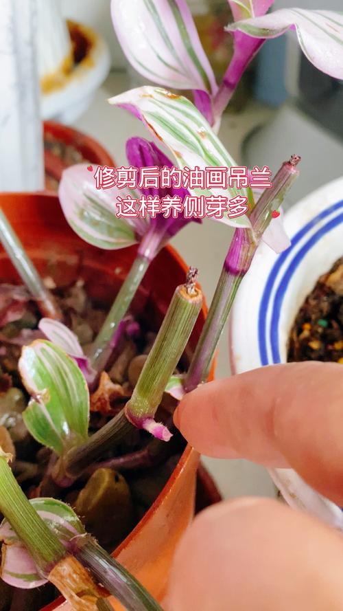 吊兰叶子太长怎么修剪，吊兰叶子太长怎么修剪图解？-第7张图片-优品飞百科