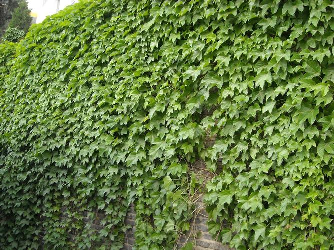 爬山虎种子怎么种，爬山虎种子怎么种植才能活？-第2张图片-优品飞百科