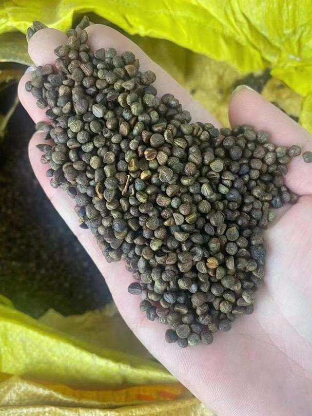 爬山虎种子怎么种，爬山虎种子怎么种植才能活？-第4张图片-优品飞百科