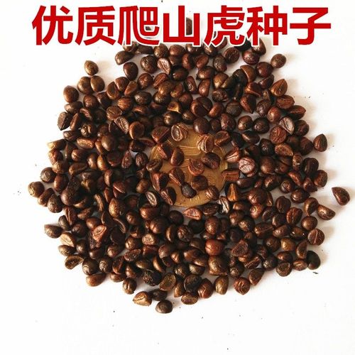 爬山虎种子怎么种，爬山虎种子怎么种植才能活？-第5张图片-优品飞百科