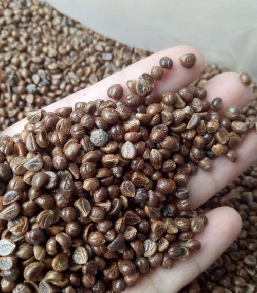 爬山虎种子怎么种，爬山虎种子怎么种植才能活？-第6张图片-优品飞百科