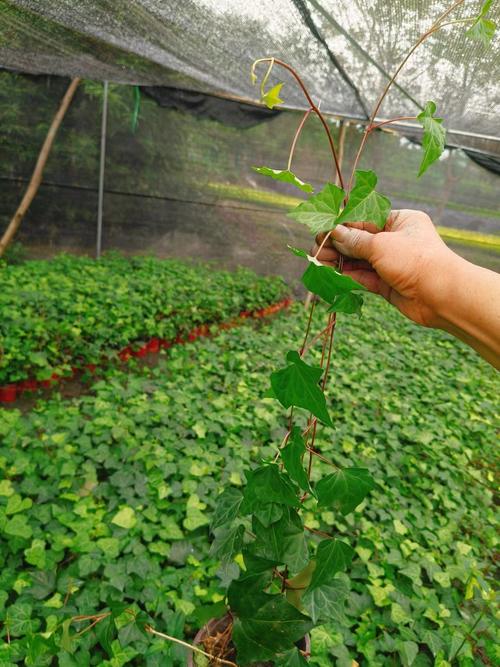 爬山虎种子怎么种，爬山虎种子怎么种植才能活？-第7张图片-优品飞百科