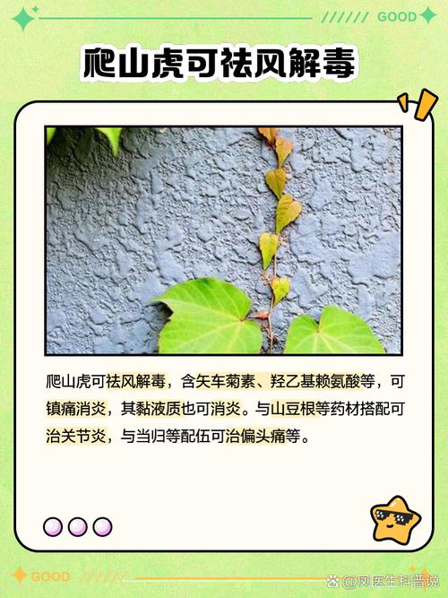 爬山虎种子怎么种，爬山虎种子怎么种植才能活？-第8张图片-优品飞百科