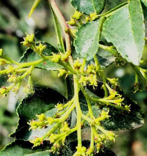 花椒籽怎么种才能发芽？花椒籽怎么种发芽最快？-第2张图片-优品飞百科