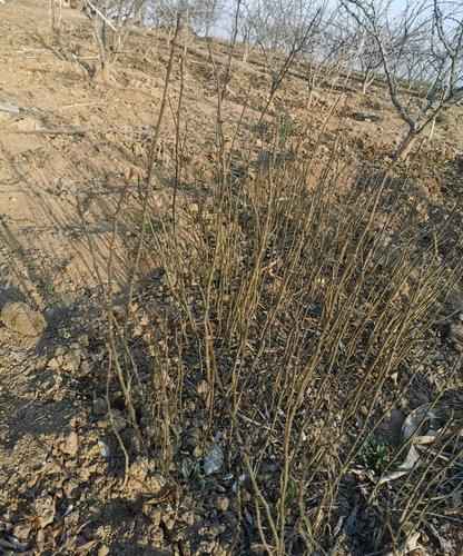 花椒籽怎么种才能发芽？花椒籽怎么种发芽最快？-第3张图片-优品飞百科