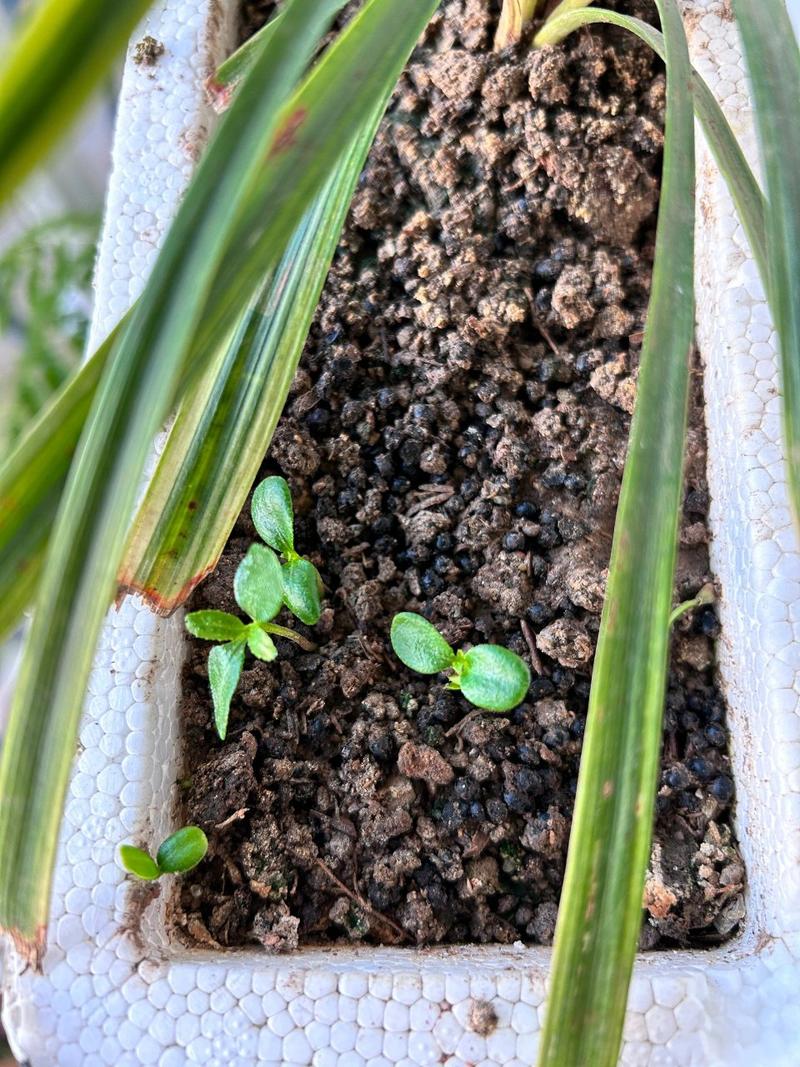 花椒籽怎么种才能发芽？花椒籽怎么种发芽最快？-第5张图片-优品飞百科