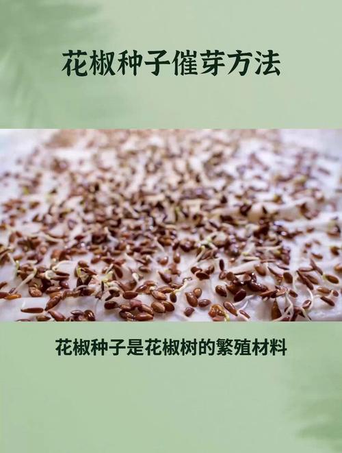 花椒籽怎么种才能发芽？花椒籽怎么种发芽最快？-第6张图片-优品飞百科