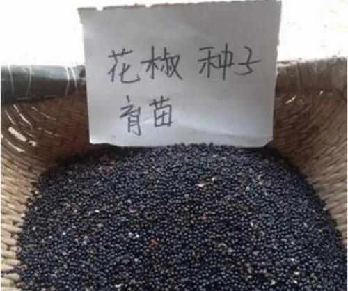 花椒籽怎么种才能发芽？花椒籽怎么种发芽最快？-第7张图片-优品飞百科