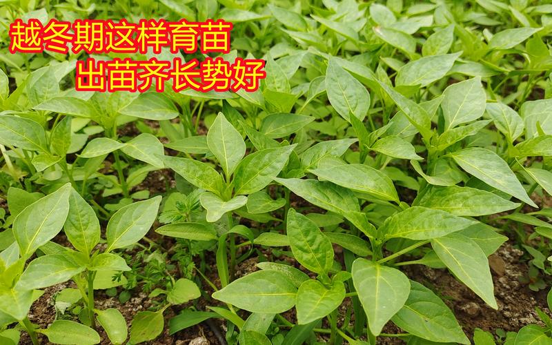 花椒籽怎么种才能发芽？花椒籽怎么种发芽最快？-第8张图片-优品飞百科