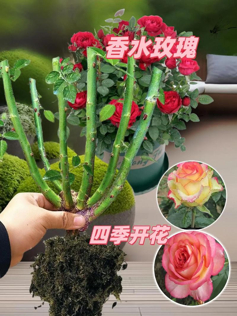 玫瑰花插在水里怎么养,玫瑰花插在水里怎么养活?-第4张图片-优品飞百科 玫瑰花插在水里怎么养,玫瑰花插在水里怎么养活?-第4张图片-优品飞百科