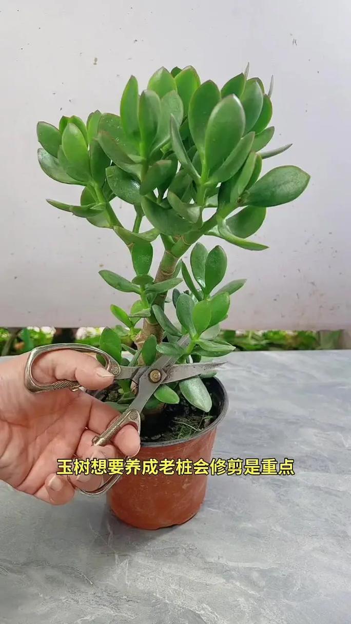 碧玉花的养殖方法和注意事项？碧玉花怎么养有什么好处？