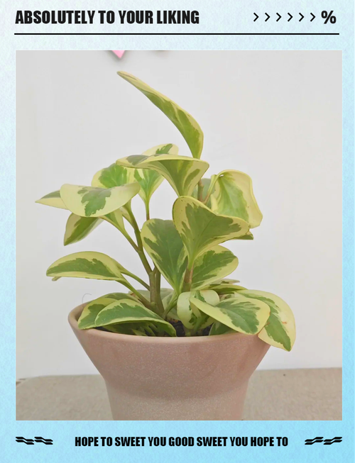 碧玉花的养殖方法和注意事项？碧玉花怎么养有什么好处？-第3张图片-优品飞百科