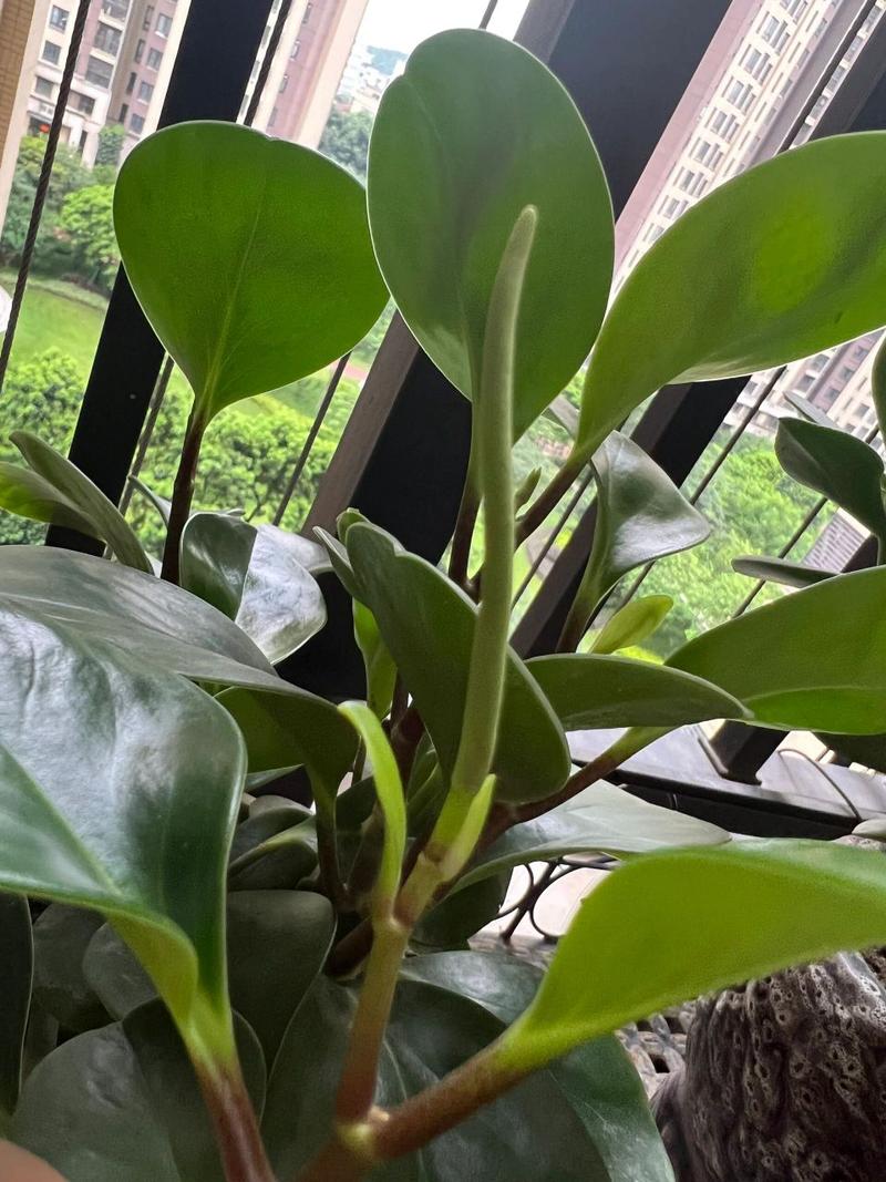 碧玉花的养殖方法和注意事项？碧玉花怎么养有什么好处？-第5张图片-优品飞百科