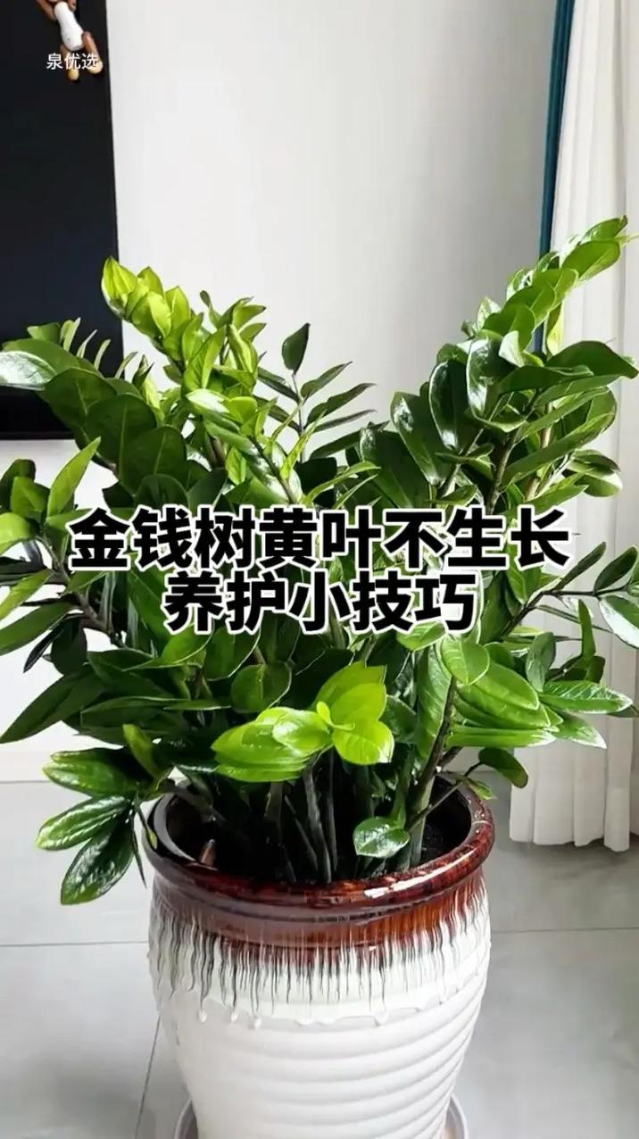 金钱树冬季怎么养护,金钱树冬季怎么养护和浇水-第1张图片-优品飞百科 金钱树冬季怎么养护,金钱树冬季怎么养护和浇水-第1张图片-优品飞百科