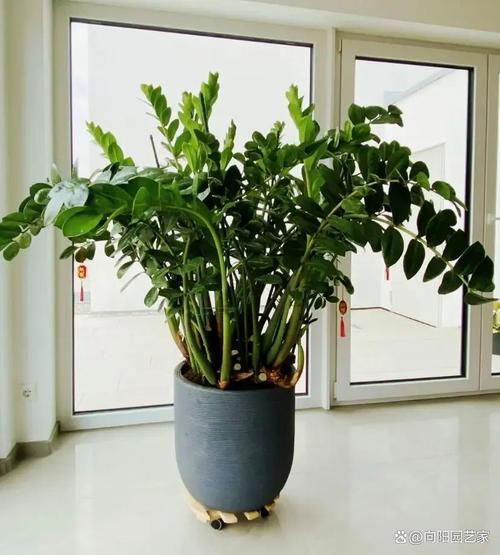 金钱树冬季怎么养护,金钱树冬季怎么养护和浇水-第2张图片-优品飞百科 金钱树冬季怎么养护,金钱树冬季怎么养护和浇水-第2张图片-优品飞百科
