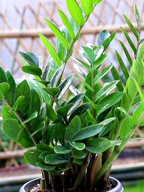 金钱树冬季怎么养护,金钱树冬季怎么养护和浇水-第3张图片-优品飞百科 金钱树冬季怎么养护,金钱树冬季怎么养护和浇水-第3张图片-优品飞百科