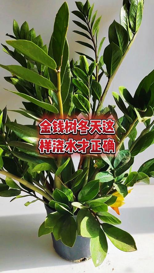 金钱树冬季怎么养护,金钱树冬季怎么养护和浇水-第4张图片-优品飞百科 金钱树冬季怎么养护,金钱树冬季怎么养护和浇水-第4张图片-优品飞百科