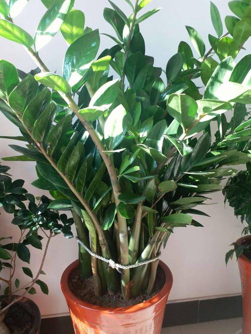 金钱树冬季怎么养护,金钱树冬季怎么养护和浇水-第5张图片-优品飞百科 金钱树冬季怎么养护,金钱树冬季怎么养护和浇水-第5张图片-优品飞百科