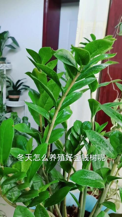 金钱树冬季怎么养护,金钱树冬季怎么养护和浇水-第6张图片-优品飞百科 金钱树冬季怎么养护,金钱树冬季怎么养护和浇水-第6张图片-优品飞百科