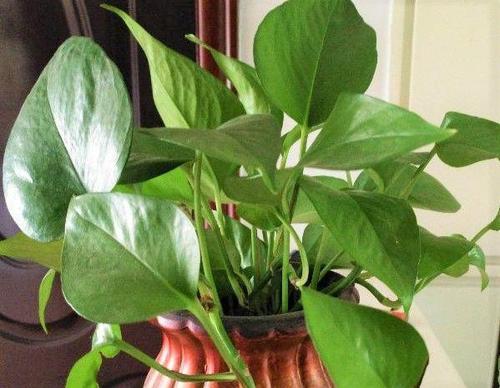 绿萝长寿再皮实？绿萝长长好不好？