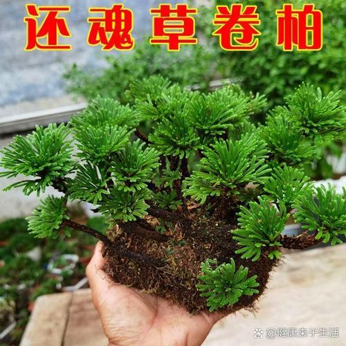 绿萝长寿再皮实?绿萝长长好不好?-第2张图片-优品飞百科 绿萝长寿再皮实?绿萝长长好不好?-第2张图片-优品飞百科