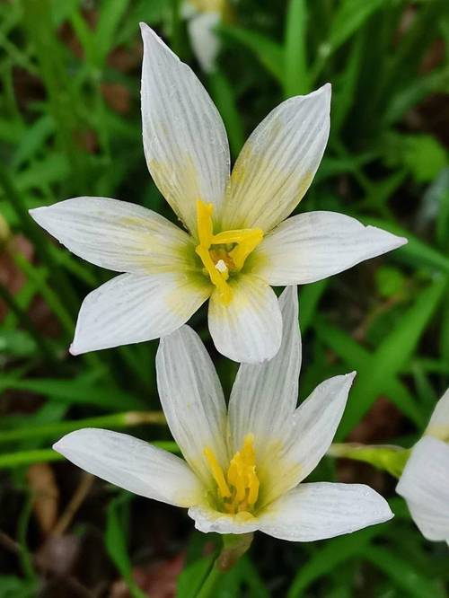 绿萝长寿再皮实?绿萝长长好不好?-第4张图片-优品飞百科 绿萝长寿再皮实?绿萝长长好不好?-第4张图片-优品飞百科