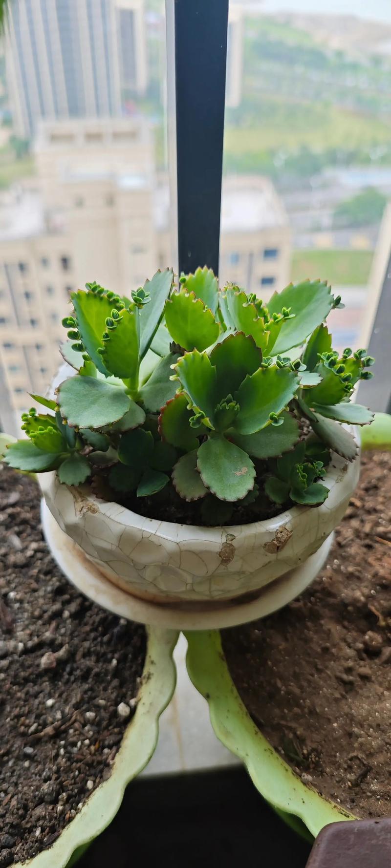 绿萝长寿再皮实?绿萝长长好不好?-第5张图片-优品飞百科 绿萝长寿再皮实?绿萝长长好不好?-第5张图片-优品飞百科