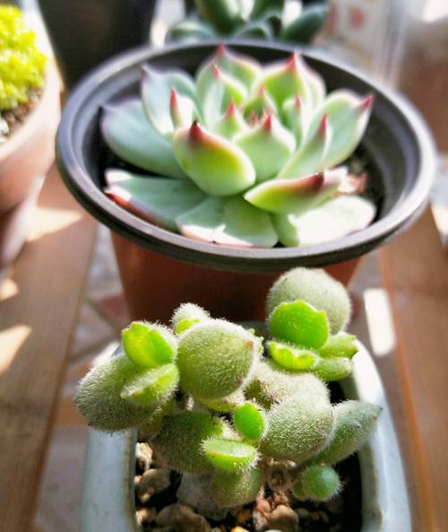 熊童子怎么养得肥厚，熊童子怎么养的又肥又胖