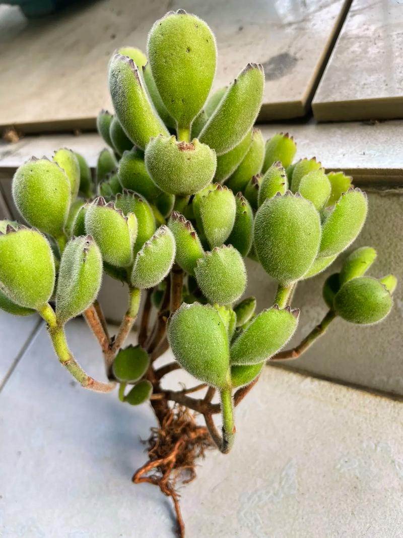 熊童子怎么养得肥厚，熊童子怎么养的又肥又胖-第2张图片-优品飞百科