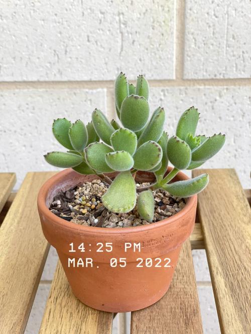 熊童子怎么养得肥厚，熊童子怎么养的又肥又胖-第4张图片-优品飞百科