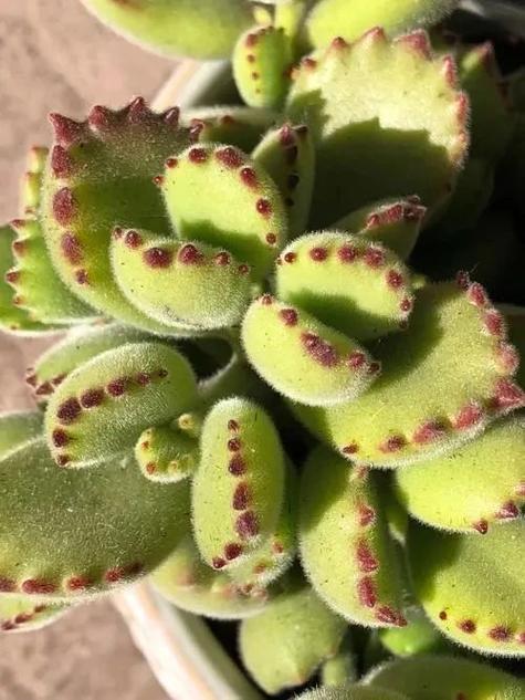 熊童子怎么养得肥厚，熊童子怎么养的又肥又胖-第5张图片-优品飞百科