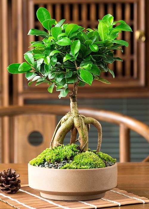 小叶榕树的养殖方法，小叶榕树的养殖方法和管理