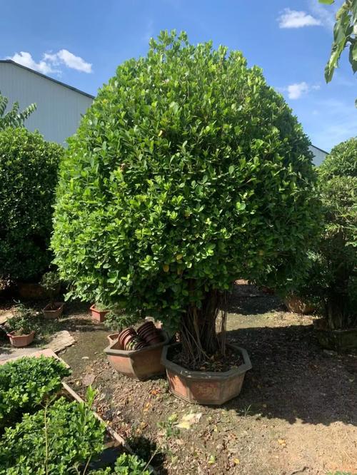 小叶榕树的养殖方法，小叶榕树的养殖方法和管理-第2张图片-优品飞百科