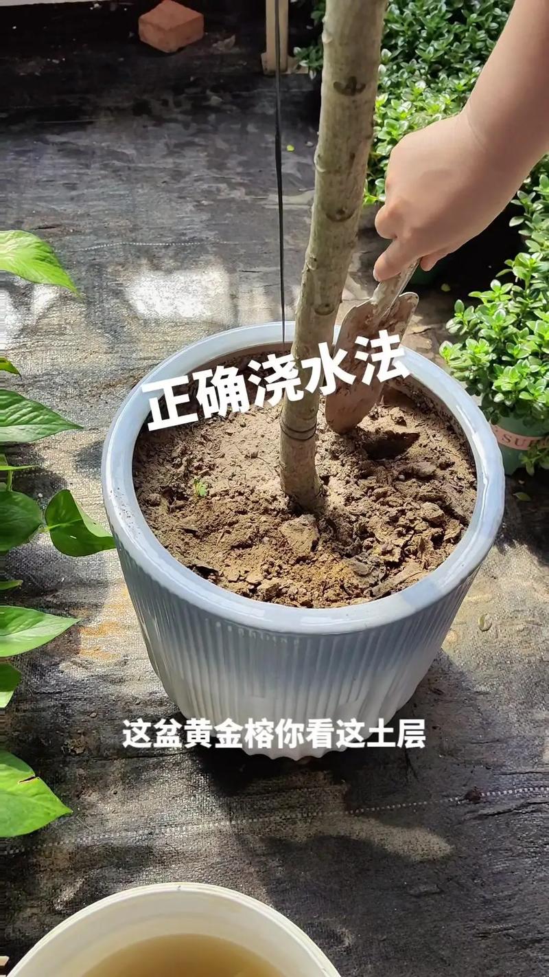 小叶榕树的养殖方法，小叶榕树的养殖方法和管理-第3张图片-优品飞百科