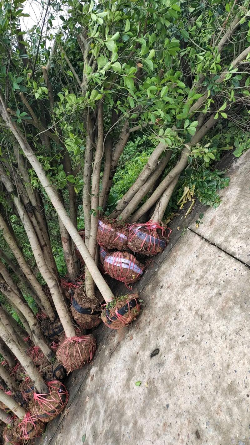 小叶榕树的养殖方法，小叶榕树的养殖方法和管理-第4张图片-优品飞百科