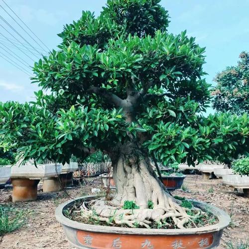 小叶榕树的养殖方法，小叶榕树的养殖方法和管理-第6张图片-优品飞百科