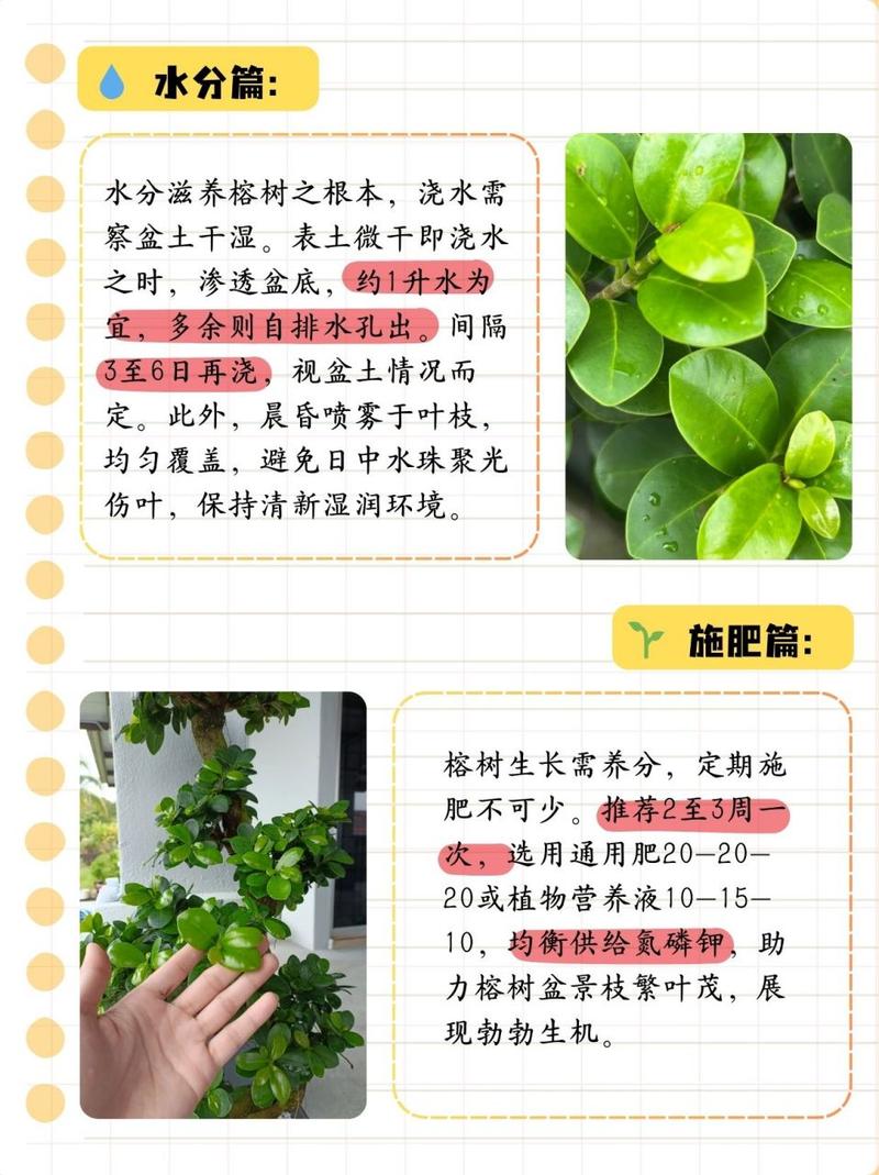 小叶榕树的养殖方法，小叶榕树的养殖方法和管理-第5张图片-优品飞百科