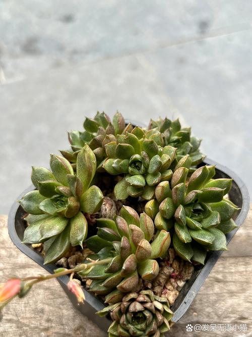 小和锦怎么养，小和锦多肉？