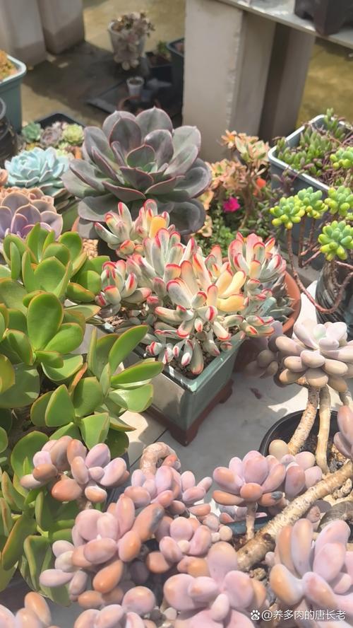 小和锦怎么养，小和锦多肉？-第2张图片-优品飞百科