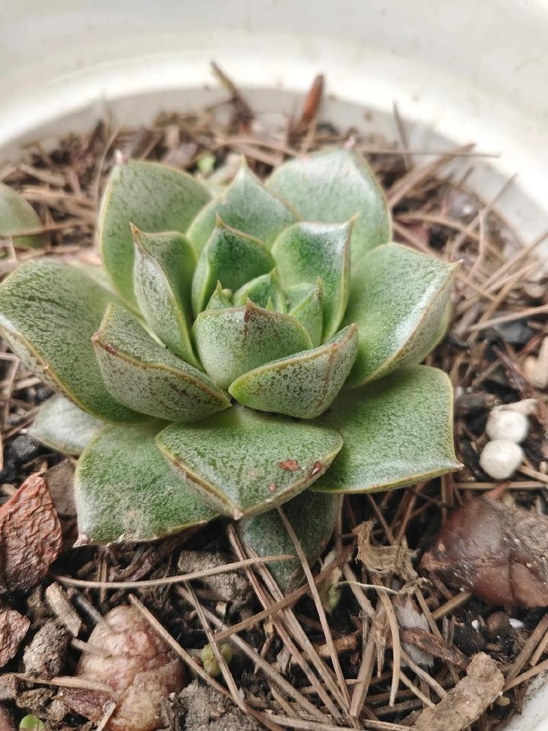 小和锦怎么养，小和锦多肉？-第4张图片-优品飞百科