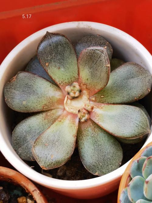 小和锦怎么养，小和锦多肉？-第5张图片-优品飞百科