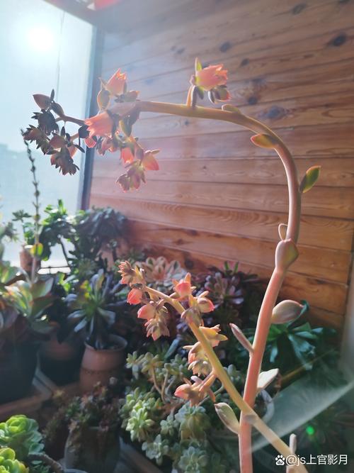 小和锦怎么养，小和锦多肉？-第6张图片-优品飞百科