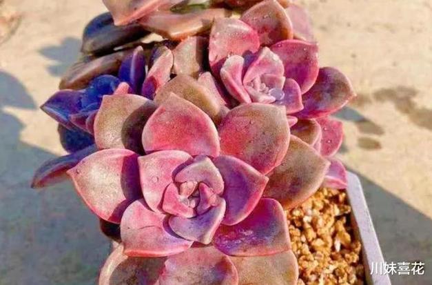 小和锦怎么养，小和锦多肉？-第7张图片-优品飞百科