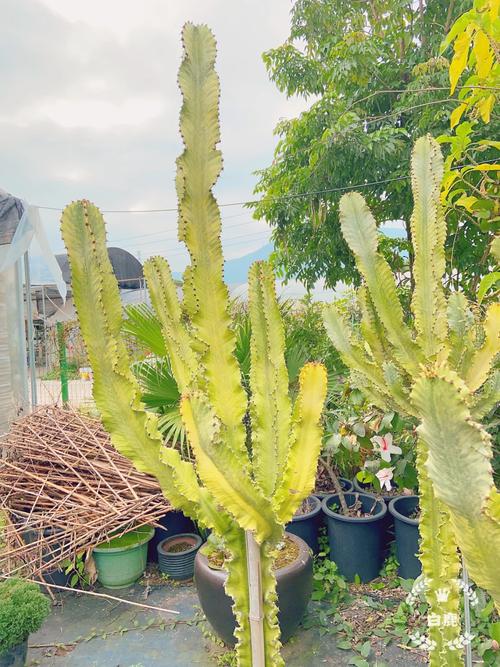 大戟阁锦浇水要浇透吗？大戟科浇水？-第1张图片-优品飞百科