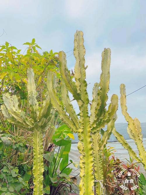 大戟阁锦浇水要浇透吗？大戟科浇水？-第2张图片-优品飞百科