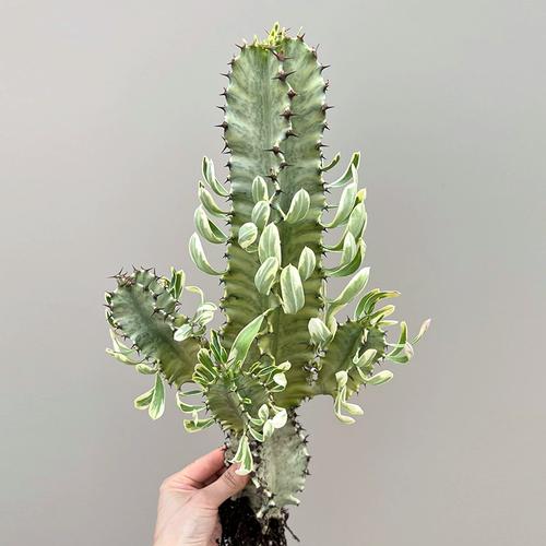 大戟阁锦浇水要浇透吗？大戟科浇水？-第3张图片-优品飞百科