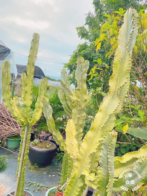 大戟阁锦浇水要浇透吗？大戟科浇水？-第4张图片-优品飞百科