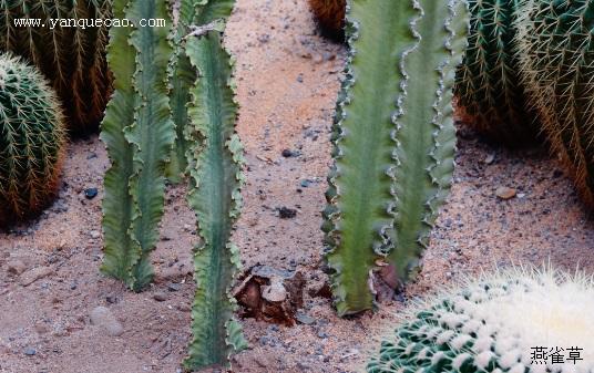 大戟阁锦浇水要浇透吗？大戟科浇水？-第5张图片-优品飞百科
